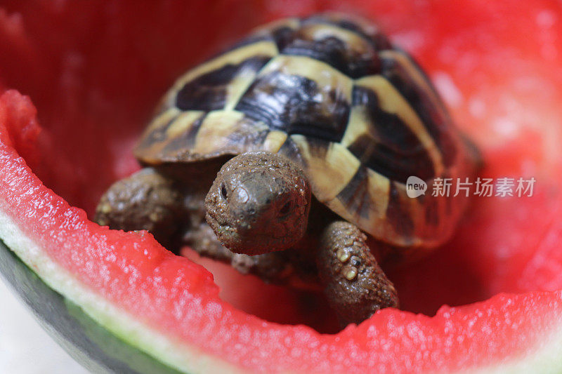 龟吃西瓜的形象，饥饿的小龟宝宝俄罗斯哈茨菲尔德饮食/赫尔曼的龟粮，喂食和吃整个西瓜一半/新鲜水果，瓜作为健康的宠物龟的饮食指导和照顾，头部，前腿和花纹壳